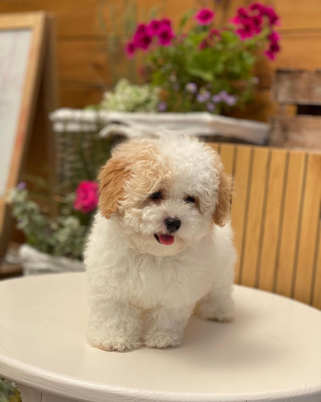 Maltipoo Puppies For Sale​