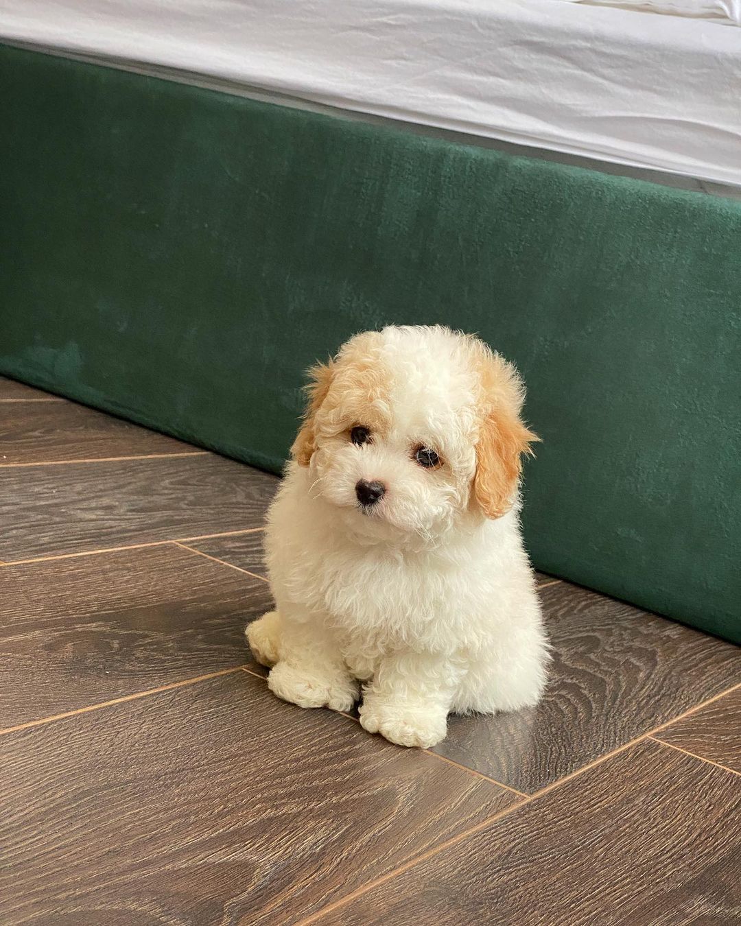Maltipoo Puppies For Sale​