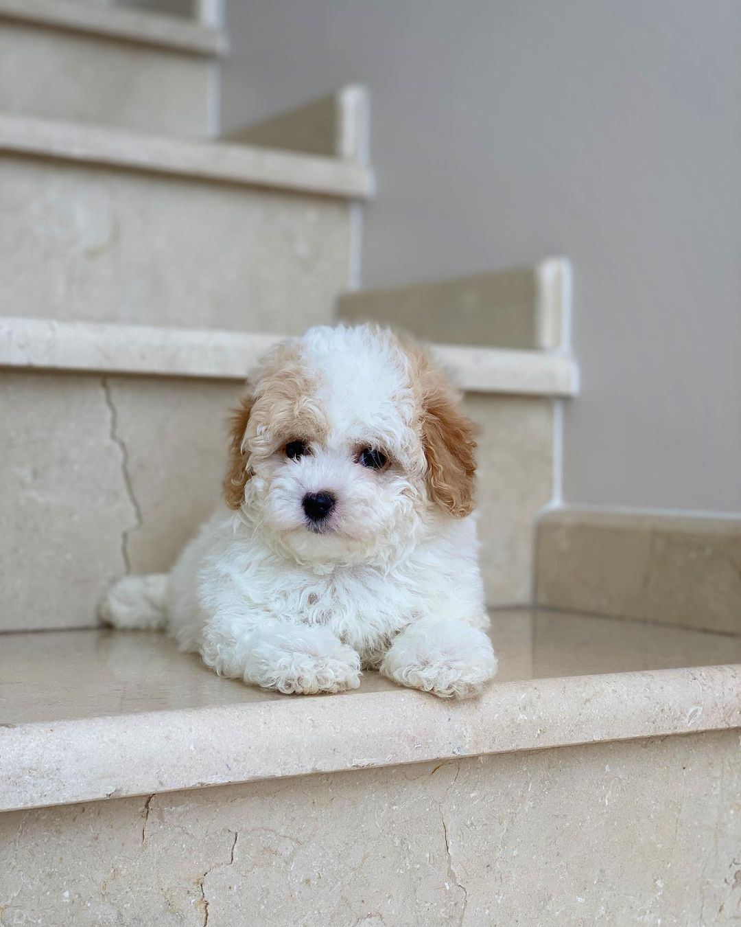 Maltipoo Puppies For Sale​