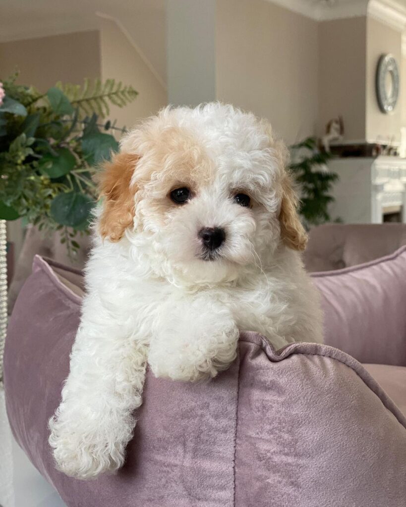 Full Grown Teacup Maltipoo For Sale