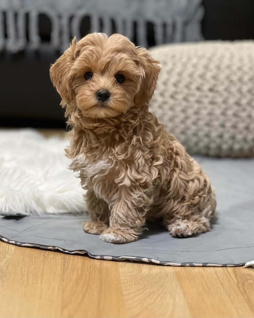 Teacup Maltipoo Puppy For Sale