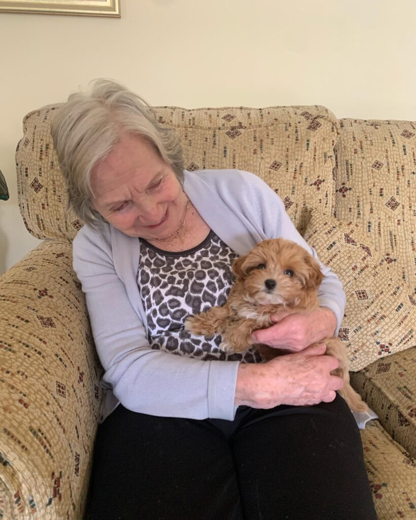 teacup maltipoo dogs for sale