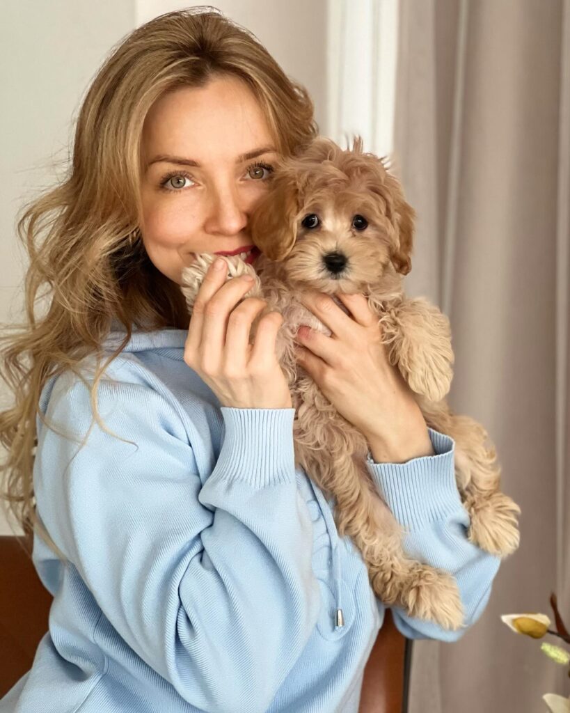 Teacup Maltipoo For Sale