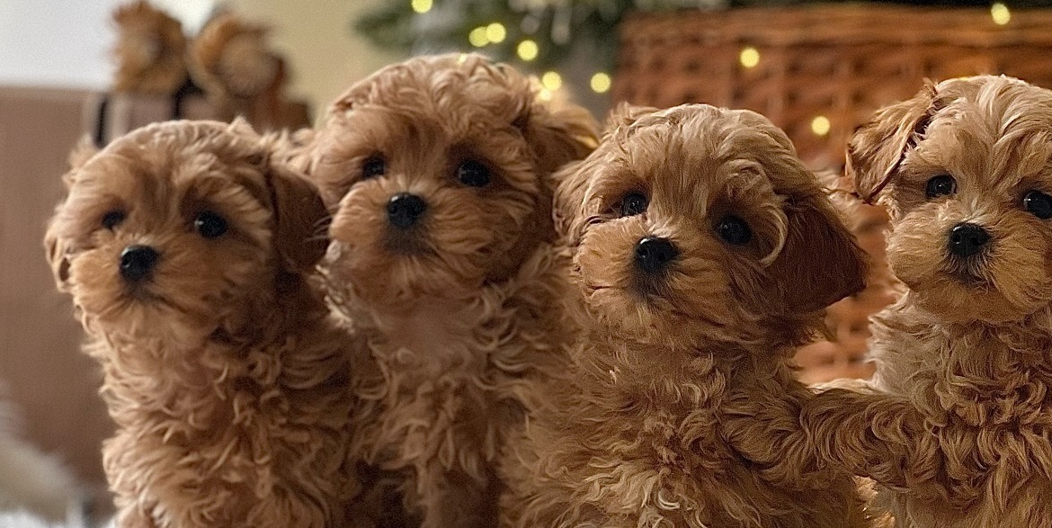 Maltipoo Puppies For Sale