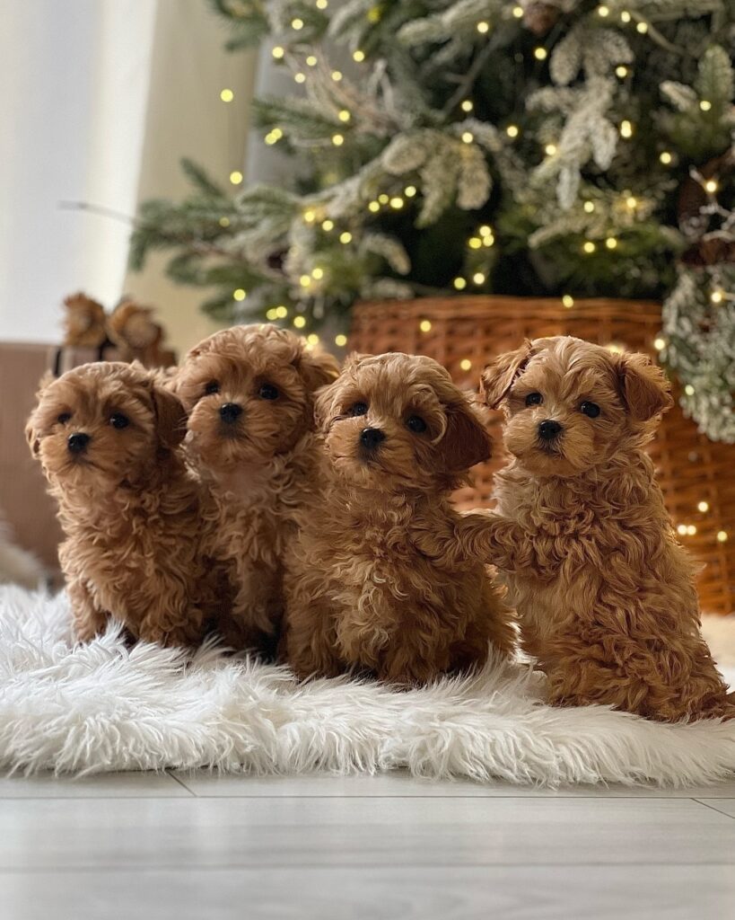 Maltipoo Puppies For Sale Near Me