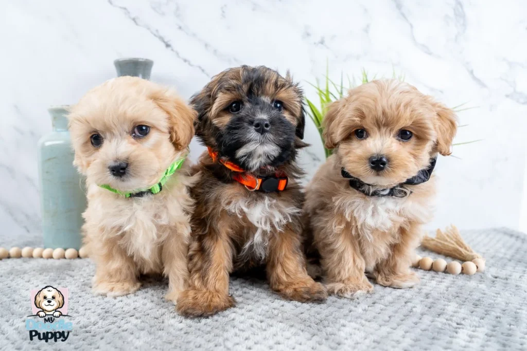 teacup maltipoo for sale